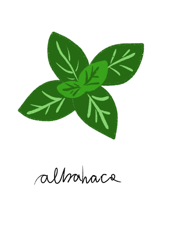 Albahaca