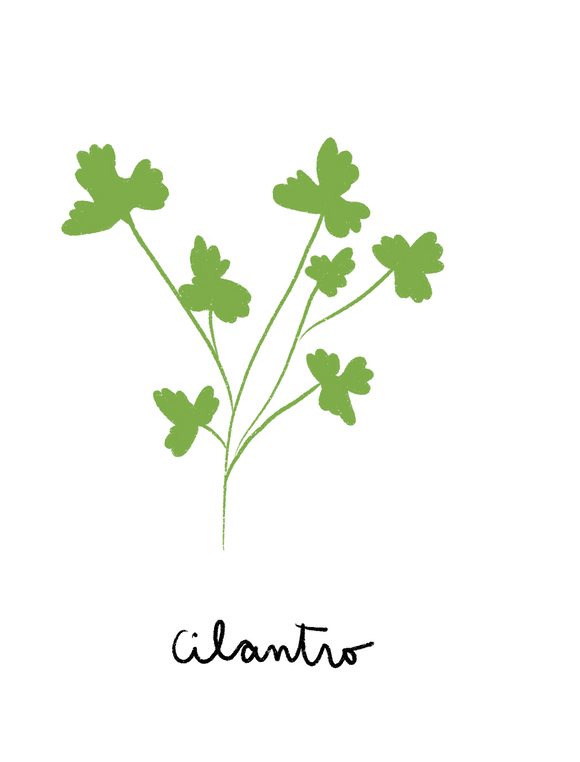 Cilantro
