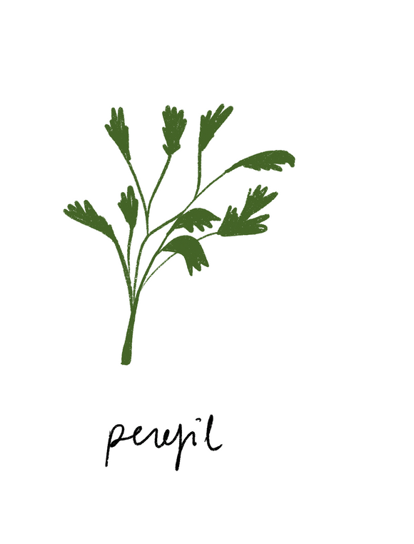 Perejil
