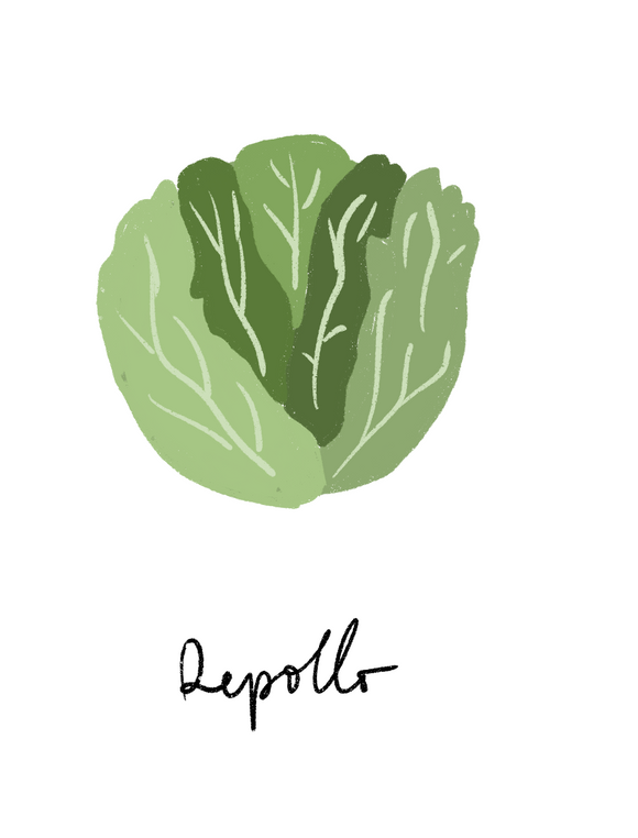 Repollo