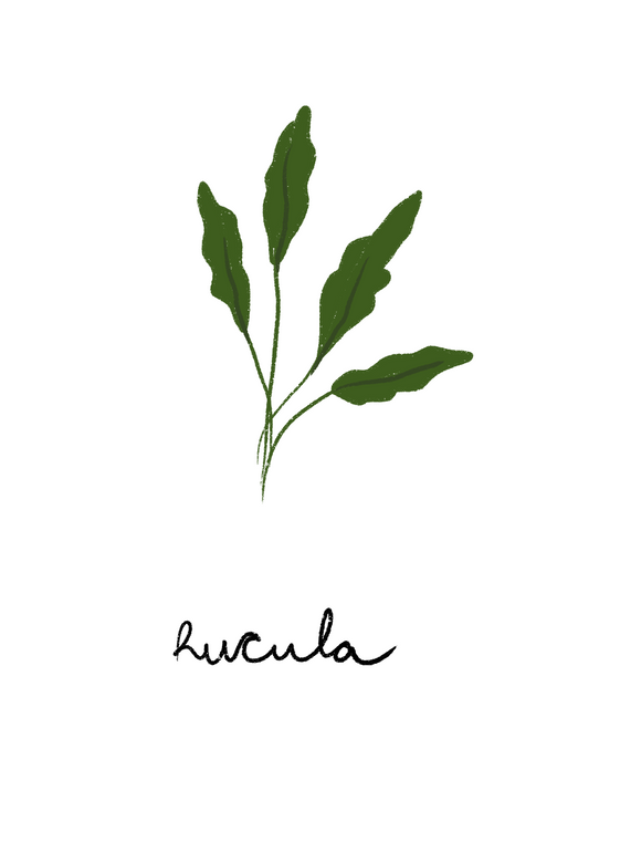 Rucula