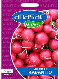 Semilla Rabanito