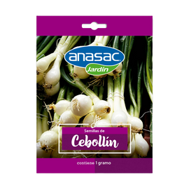 Semilla Cebollín