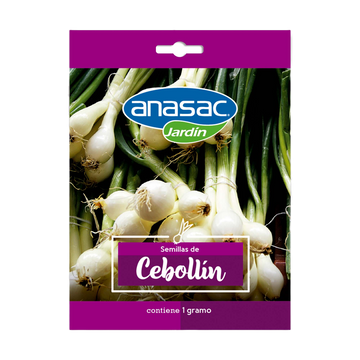 Semilla Cebollín